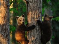 “Two young bears climbing a tree in a forest, one looking toward the camera while gripping the trunk, surrounded by green foliage and warm sunlight filtering through.”